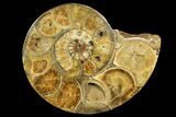 Honey-Orange Ammonite (Argonauticeras) - Befandriana, Madagascar #168517-2